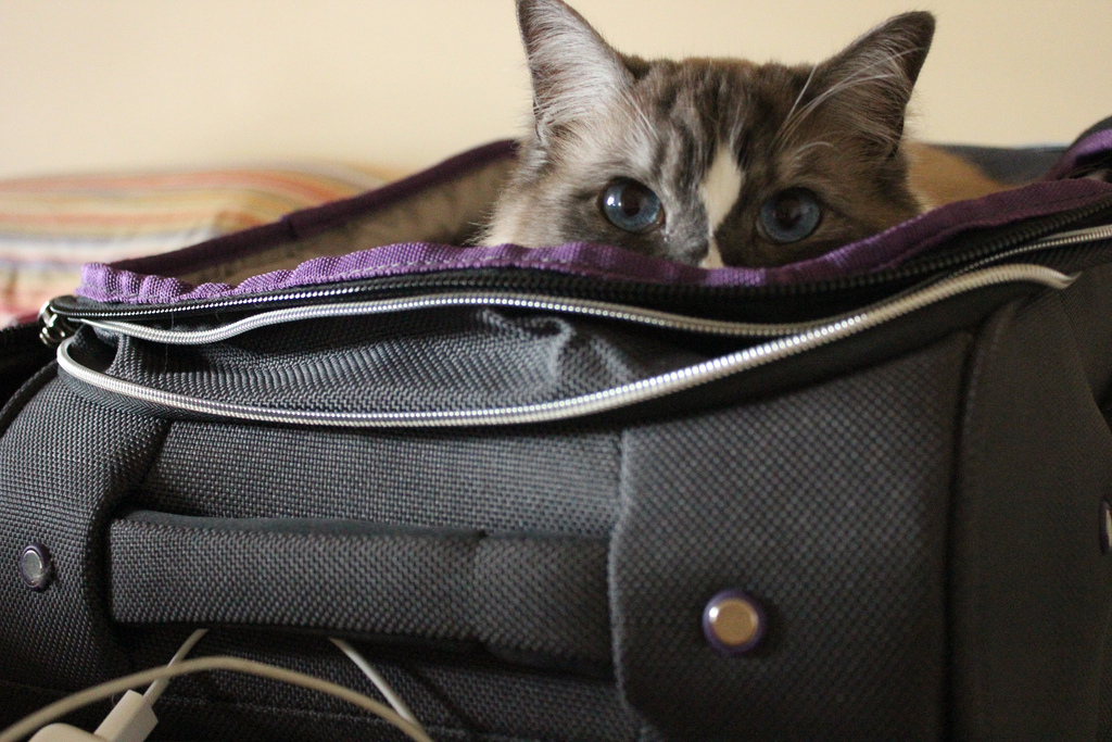 Viaggiare con il gatto, qualche consiglio