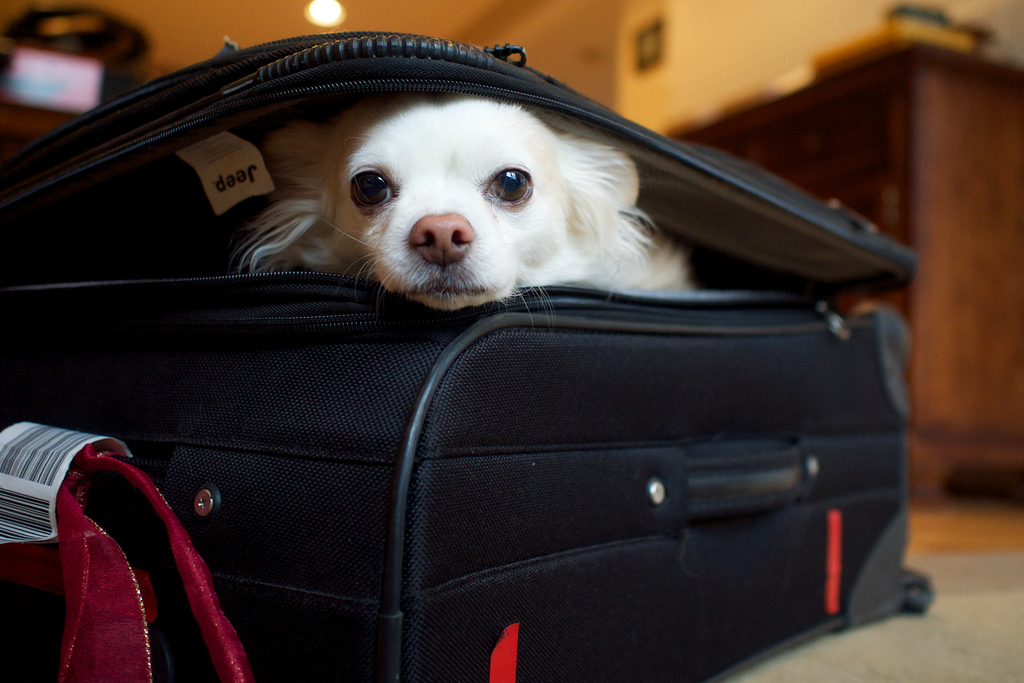 Portare un cane in Inghilterra, cosa sapere