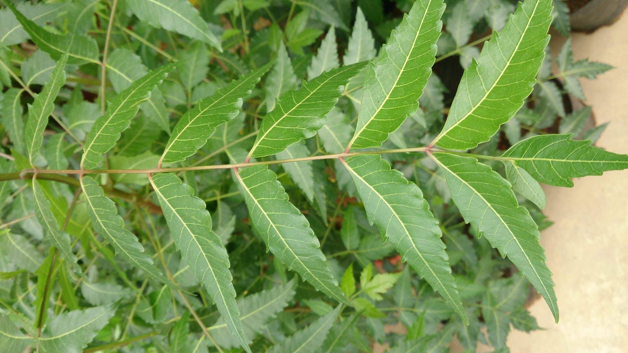 Azadirachta Indica Olio di Neem