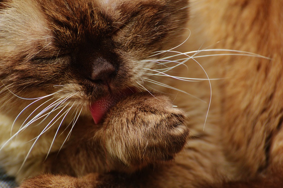 Pelo del gatto, come curarlo al meglio