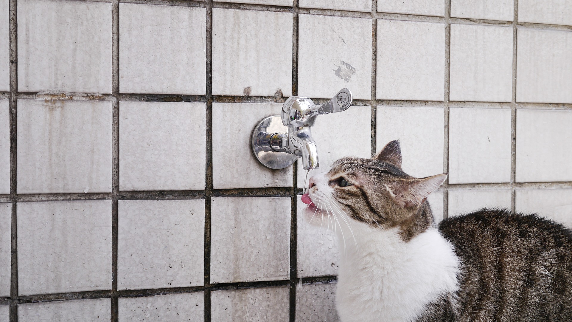 I gatti e il caldo estivo