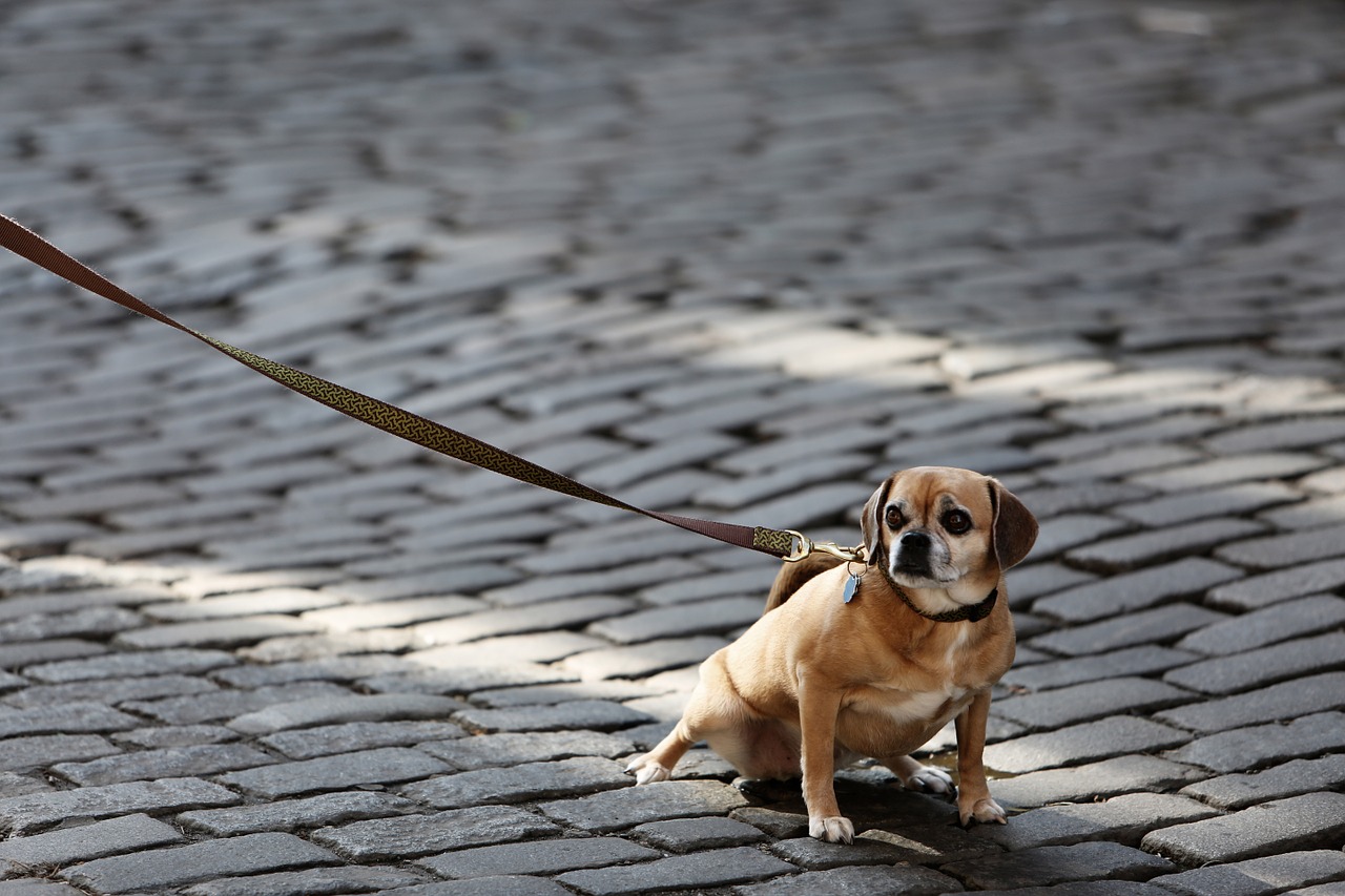 A passeggio con il cane, alcuni consigli