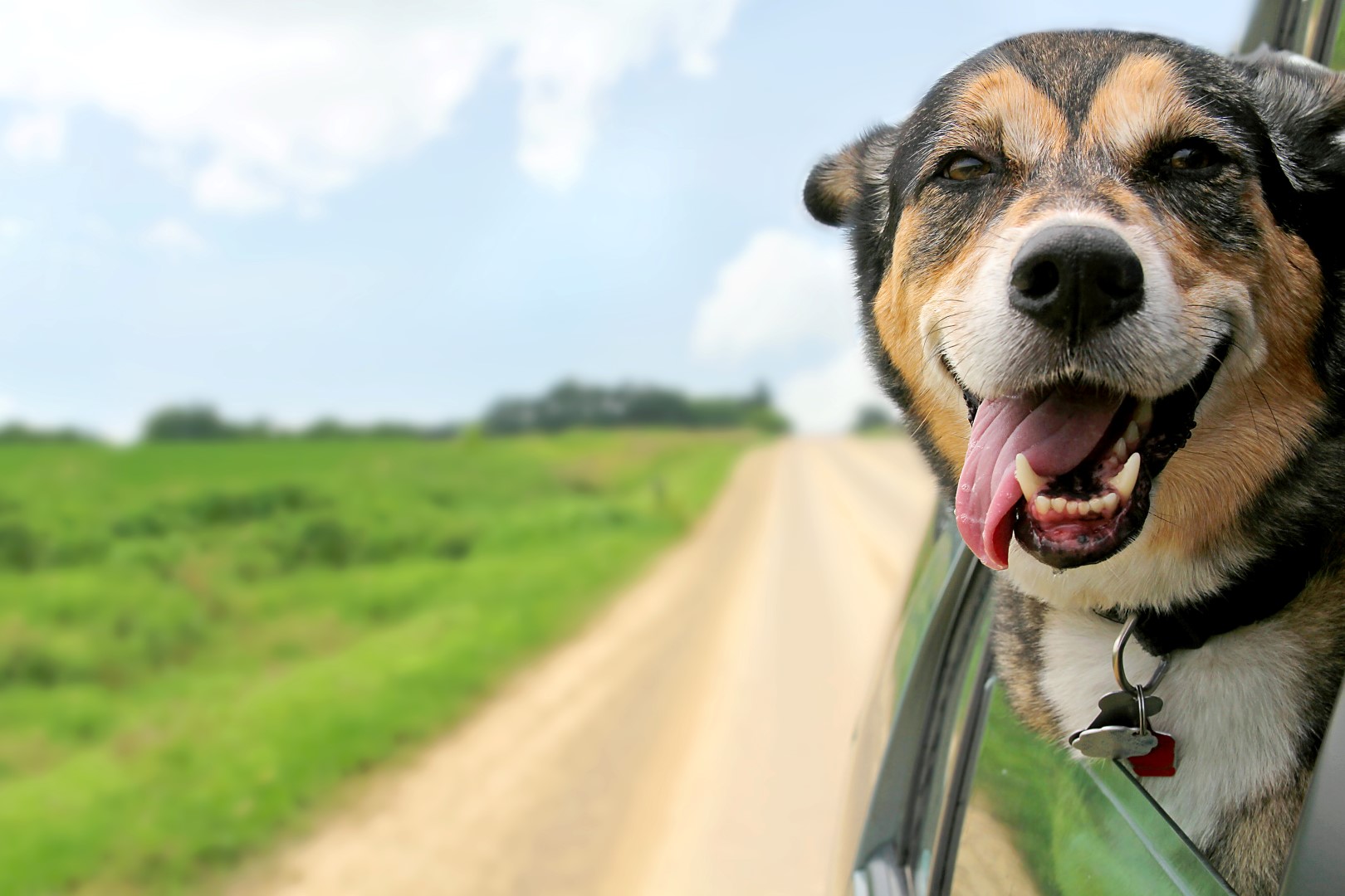 Trasportare il cane in macchina? Ecco come fare