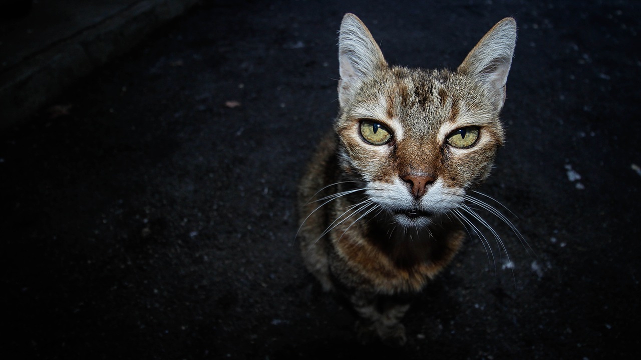 Gatto che gioca di notte: cosa fare