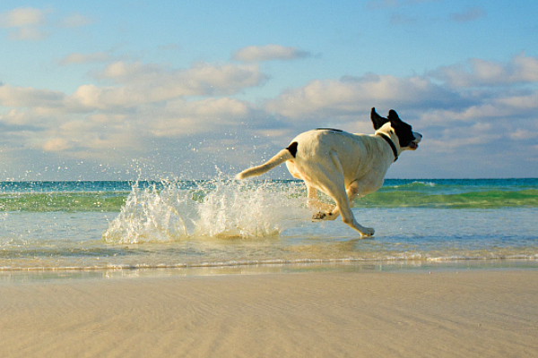 cane in spiaggia