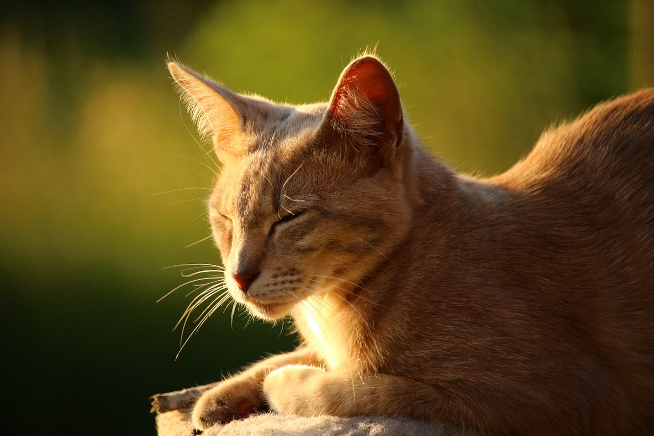 I gatti sognano? Certo che si!