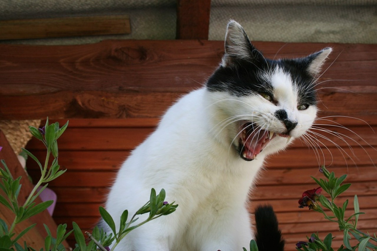 Come comunica il gatto? I segnali sonori e corporei