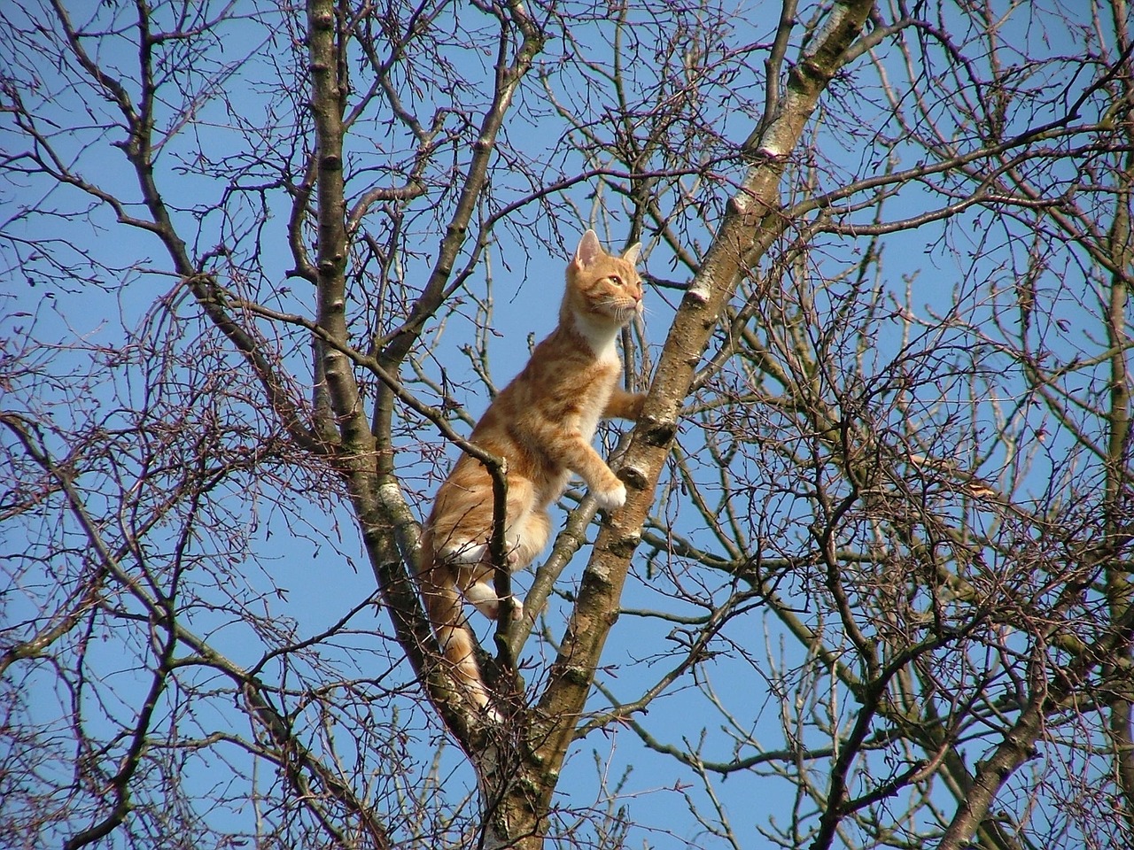 Gatto che scappa, cosa fare?