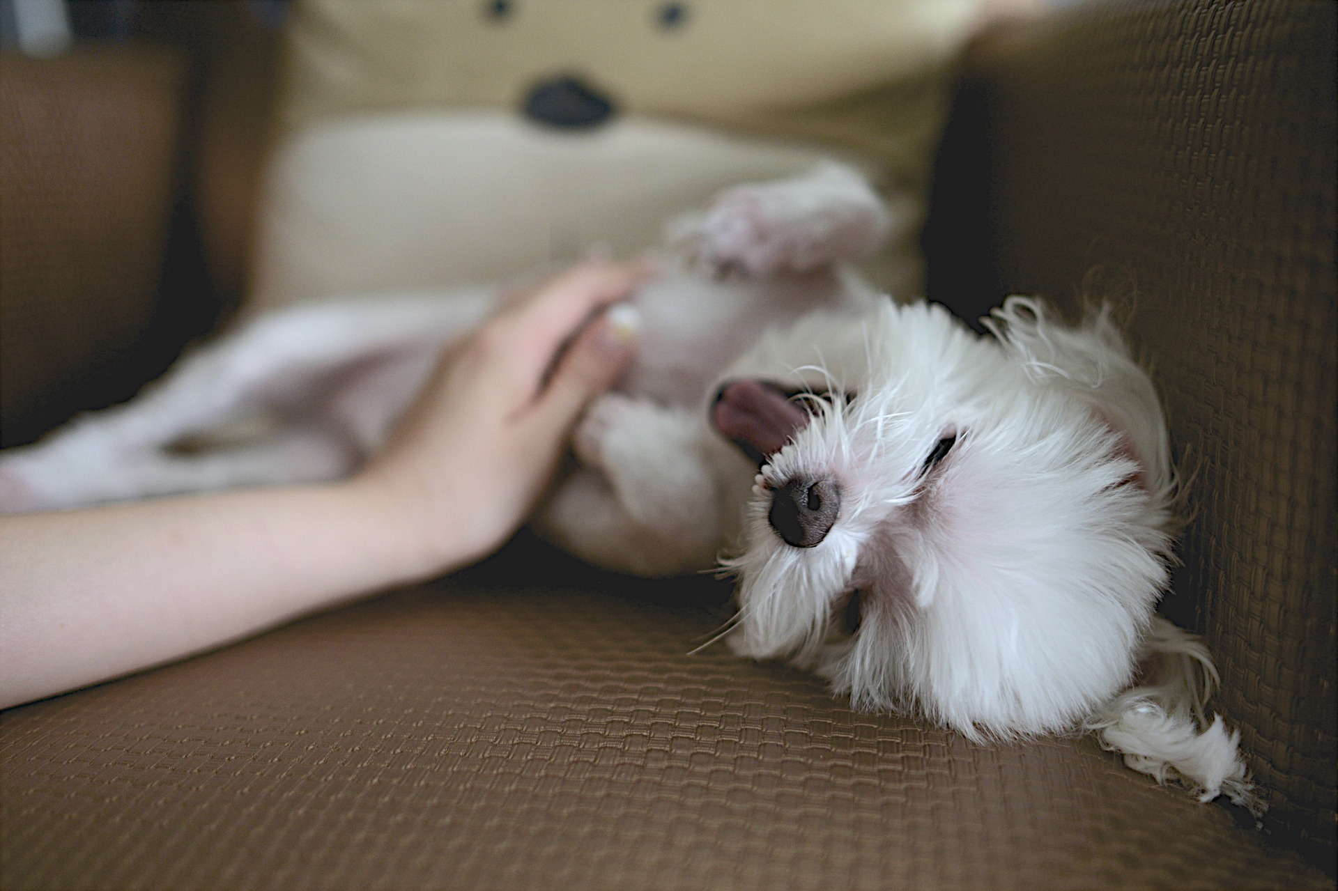 Come comunica il cane? Che segnali utilizza?