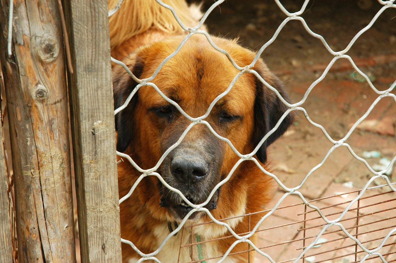 Adottare un cane adulto