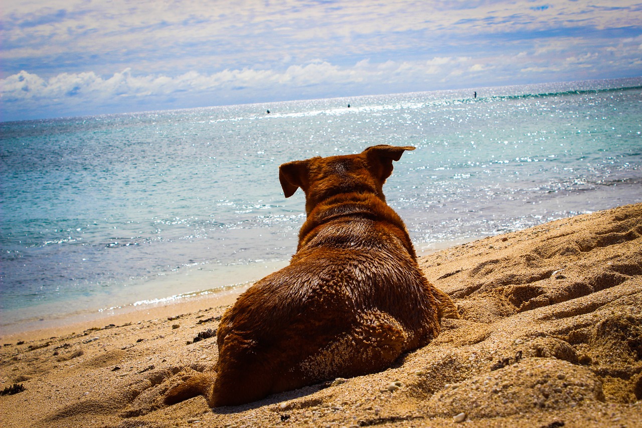 Giocare con il cane in spiaggia