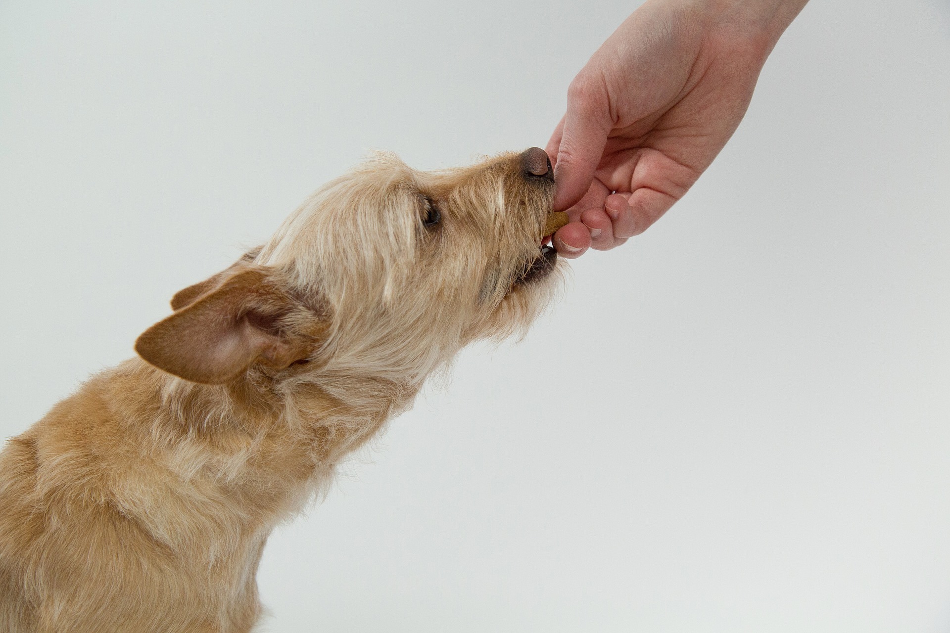 Lista di cibi pericolosi per il cane