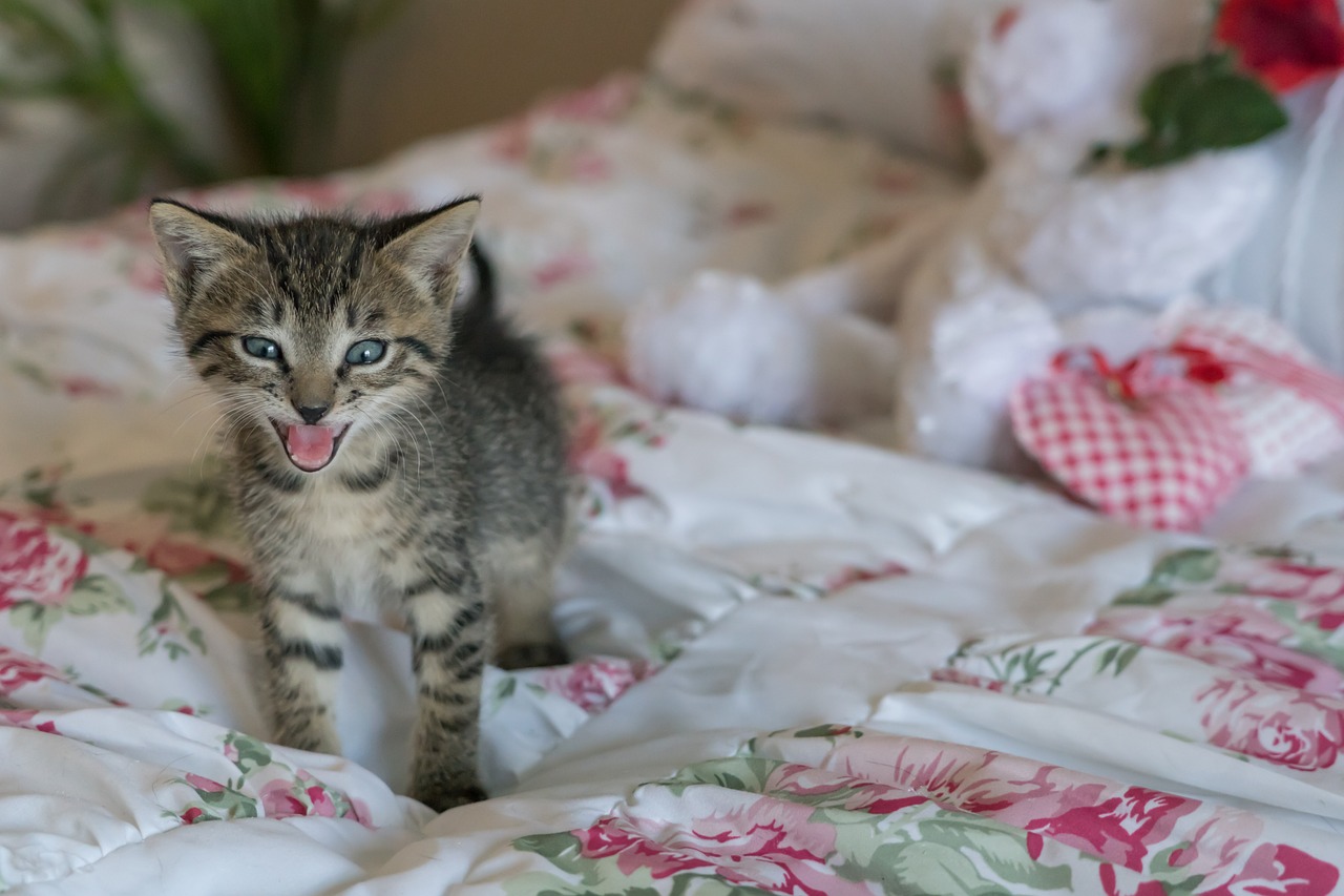 Adottare un gatto: alcune domande da porsi