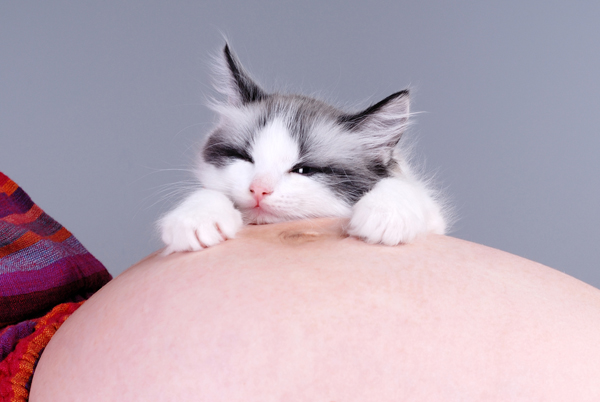 Toxoplasmosi nel gatto credits to http://broadviewvet.com/2015/07/22/human-pregnancy-and-cats-myths-and-facts/