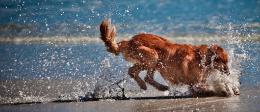 Spiagge dov’è consentito l’accesso ai cani