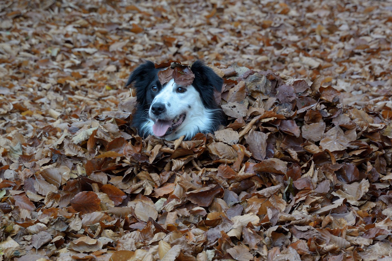 cane in autunno
