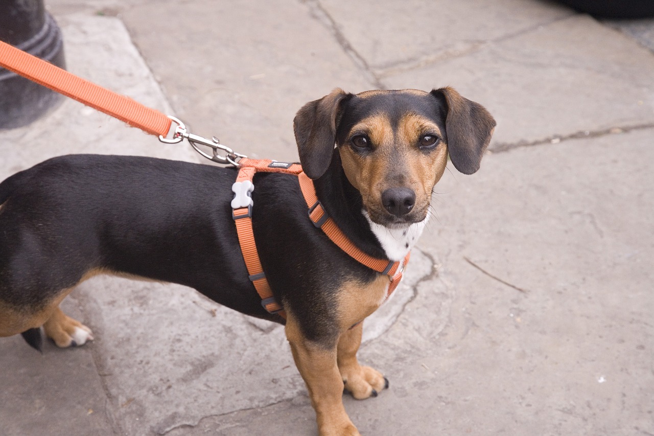 Passeggiata con Fido