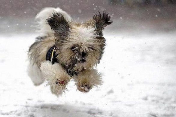 Cane nella Neve Articolazioni e Cartilagini dei Cani