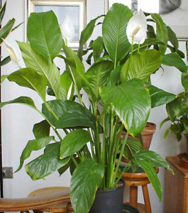 Spathiphyllum Wallisii