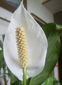 Spathiphyllum Wallisii