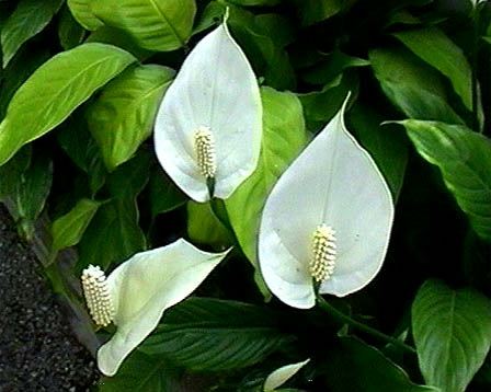 Spathiphyllum Wallisii