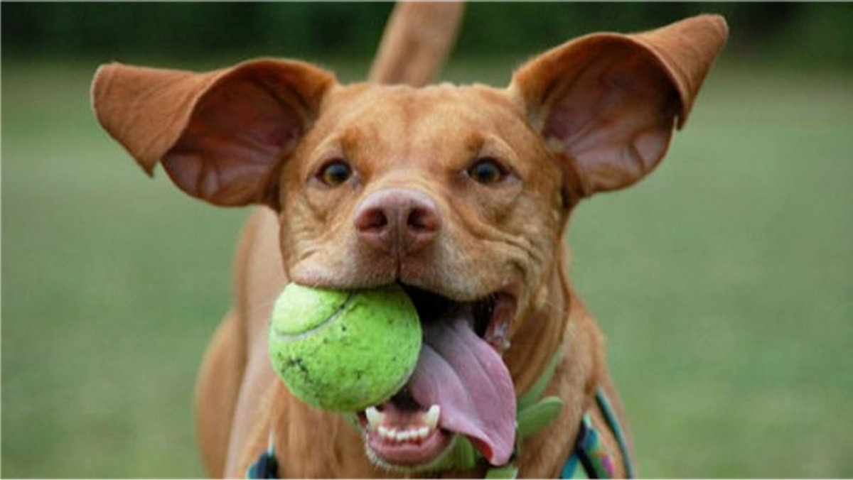 Lanciatori di Palla, gioco per cane con pallina da tennis