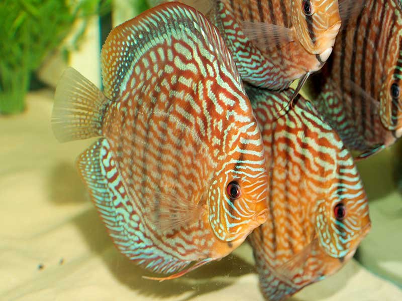 Riproduzione dei Discus in Acquario: Difficile ma Fattibile