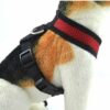 eMpets Pettorina Traspirante con Guinzaglio indossata side