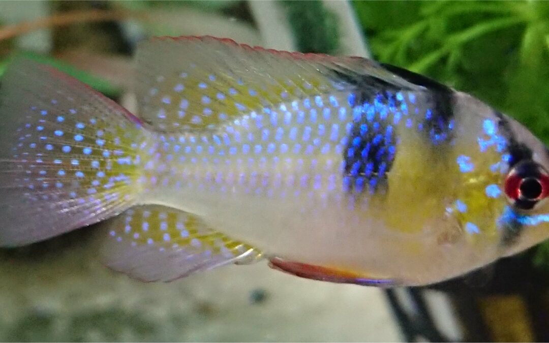 Mikrogeophagus Ramirezi, fascino, istinto e colori