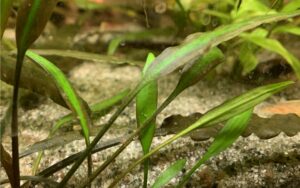 Cryptocoryne in acquario