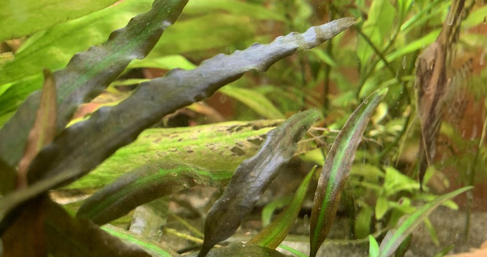 Cryptocoryne in acquario