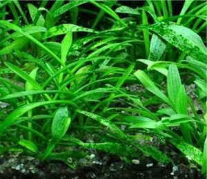 Cryptocoryne Parva