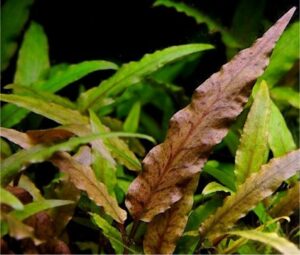 Cryptocoryne Undulata