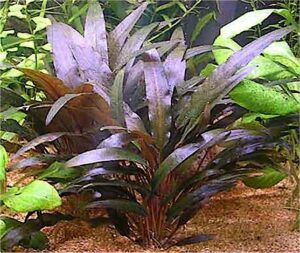 Cryptocoryne Wendtii