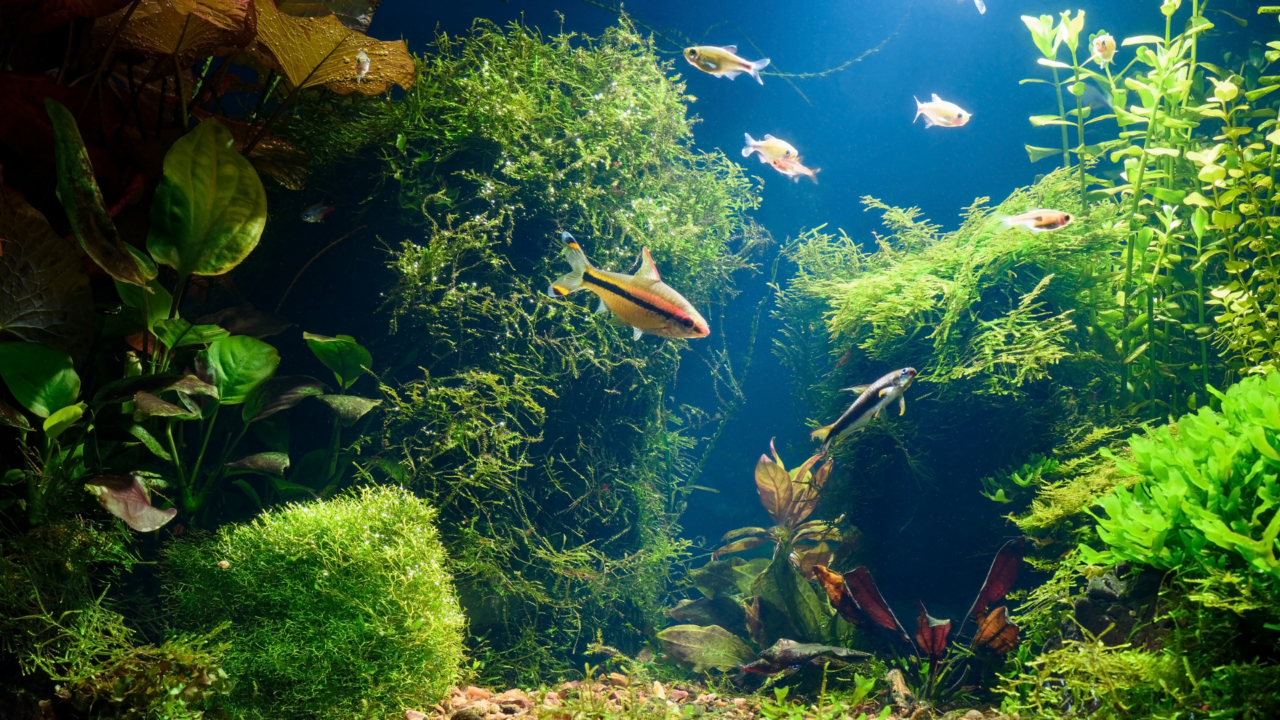 Cannolicchi Ceramica Per Filtri Acquario - 500g, 12 Tipi, Biologico E Meccanico