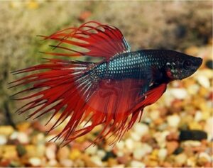 Betta Splendens Crowntail