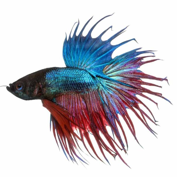 Beta Splendens Crown Tail