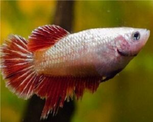 Betta Splendens Femmina