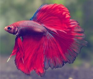 Betta Splendens Full Moon