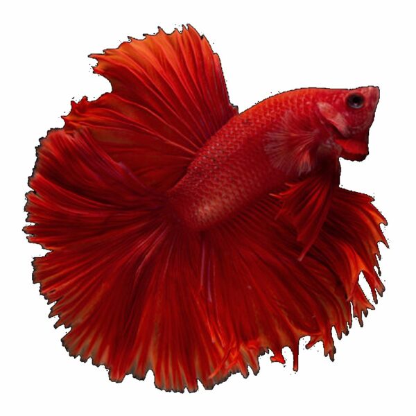 Betta Splendens Half Moon