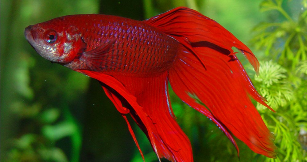 Betta Splendens, Il Combattente