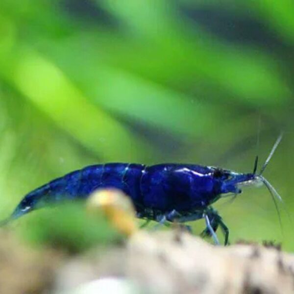 Caridina Blue Dream