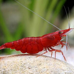 Caridina Red Cherry