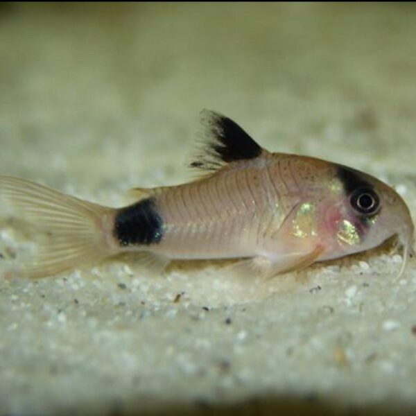 Corydoras Panda