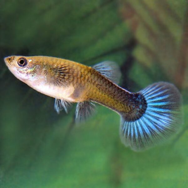 Poecilia Reticulata Guppy Lebistes Femmina