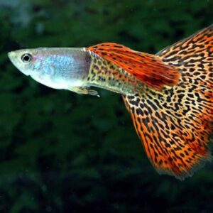 Poecilia Reticulata Guppy Lebistes Maschio