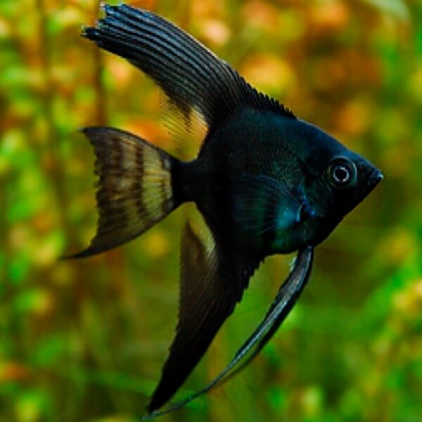 Pterophyllum Scalare Black