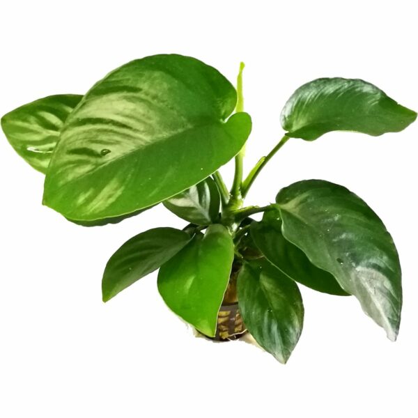 Anubias Barteri