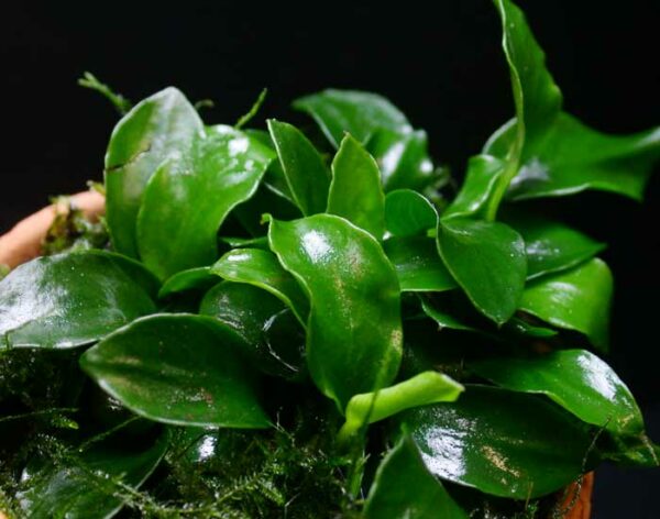 Anubias Barteri Varietà Nana in Acquario