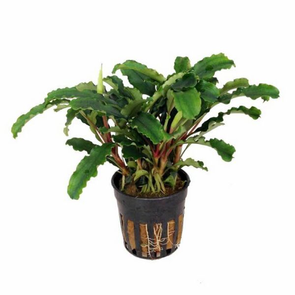 Bucephalandra Green Velvet